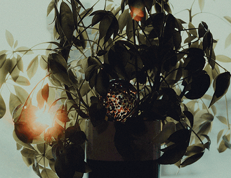 Abstract plant in front of a sunset in the winter.