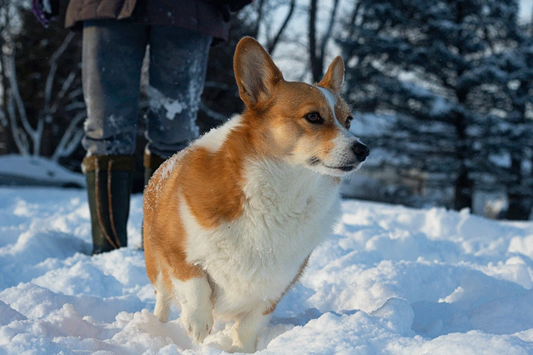 Corgi in the snow