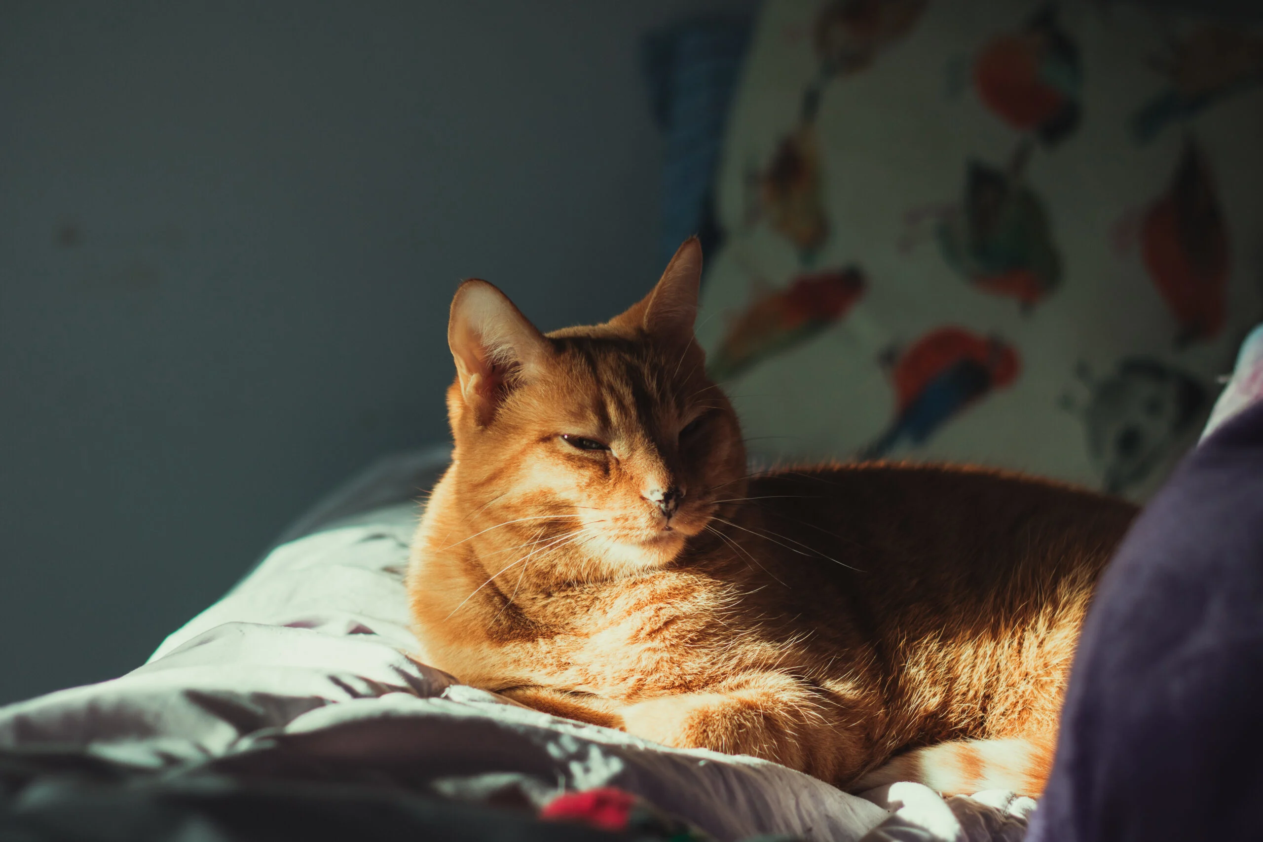Orange cat chilling on a couch