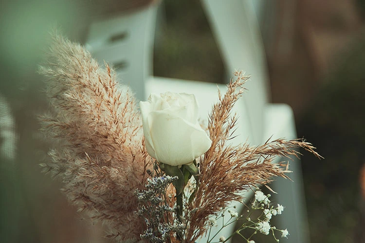 White rose in rural setting